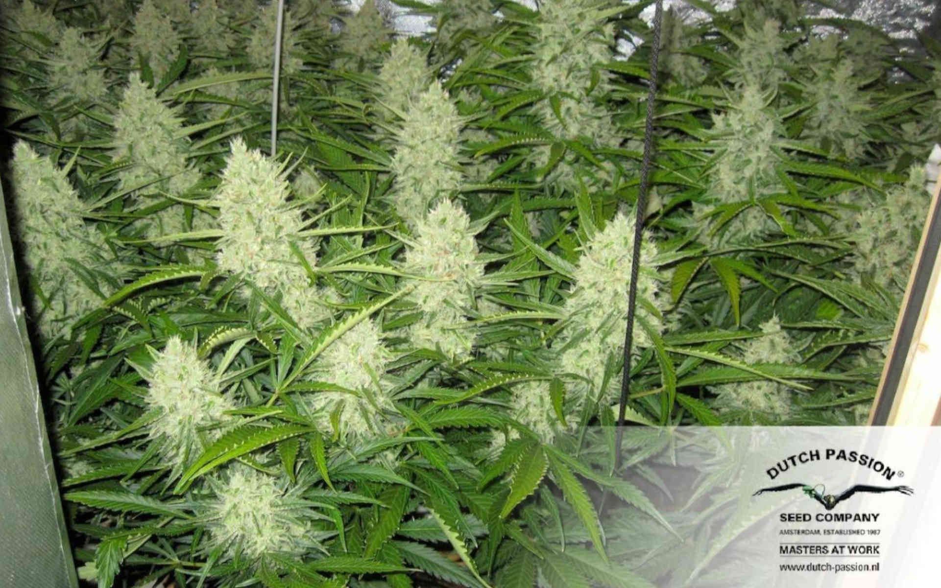 Think Different Auto - automat XXL