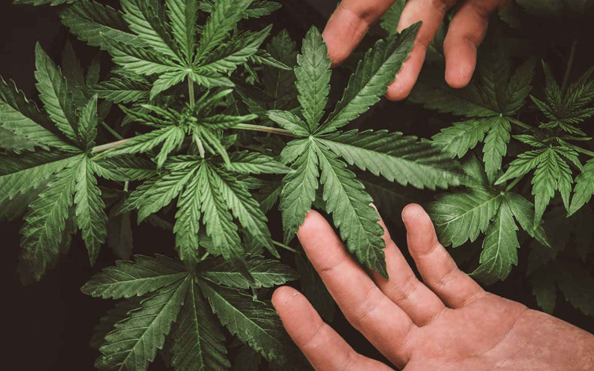 TOP 10 nowych odmian 2018-2019