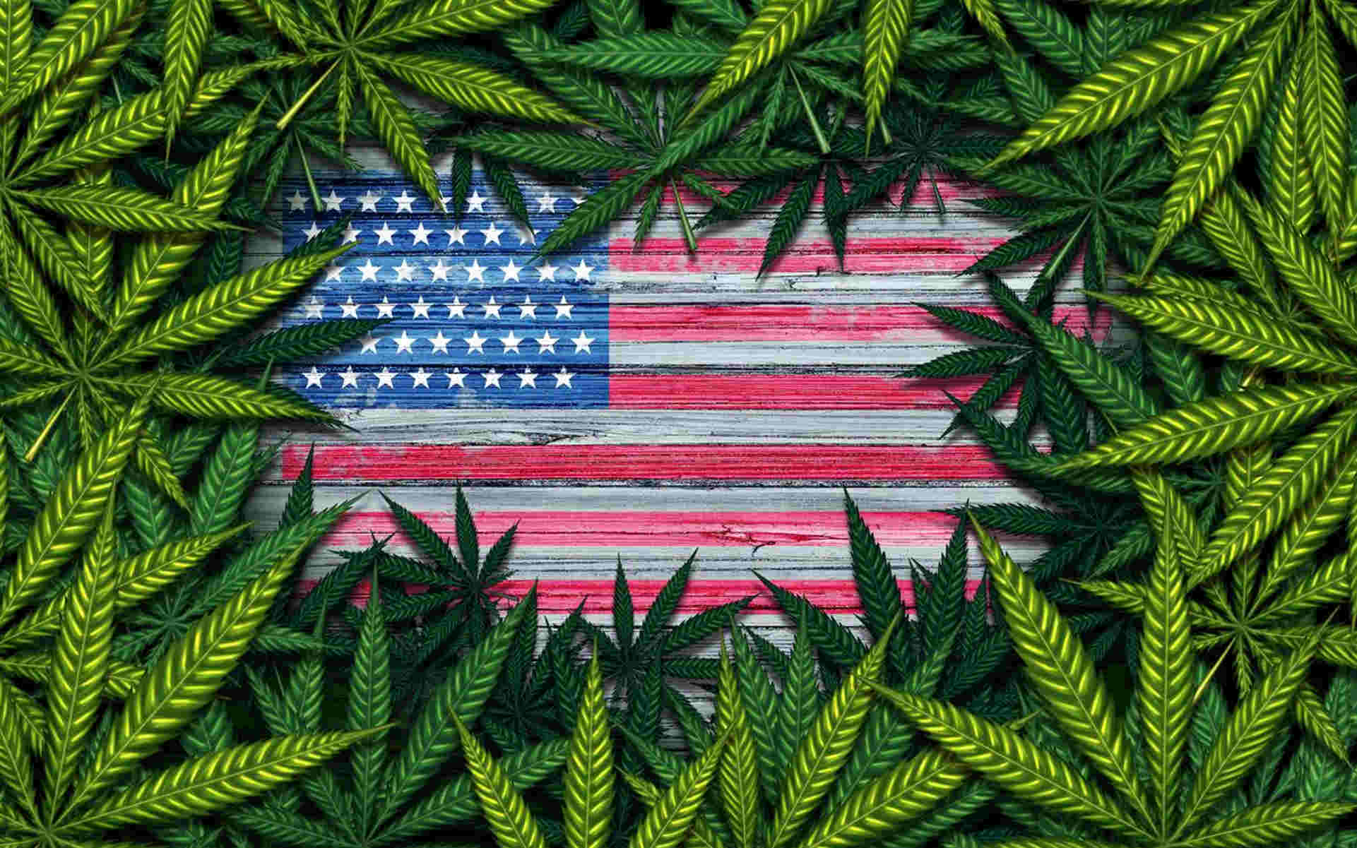 TOP 5 automatów Cali Weed (odmian amerykańskiech)