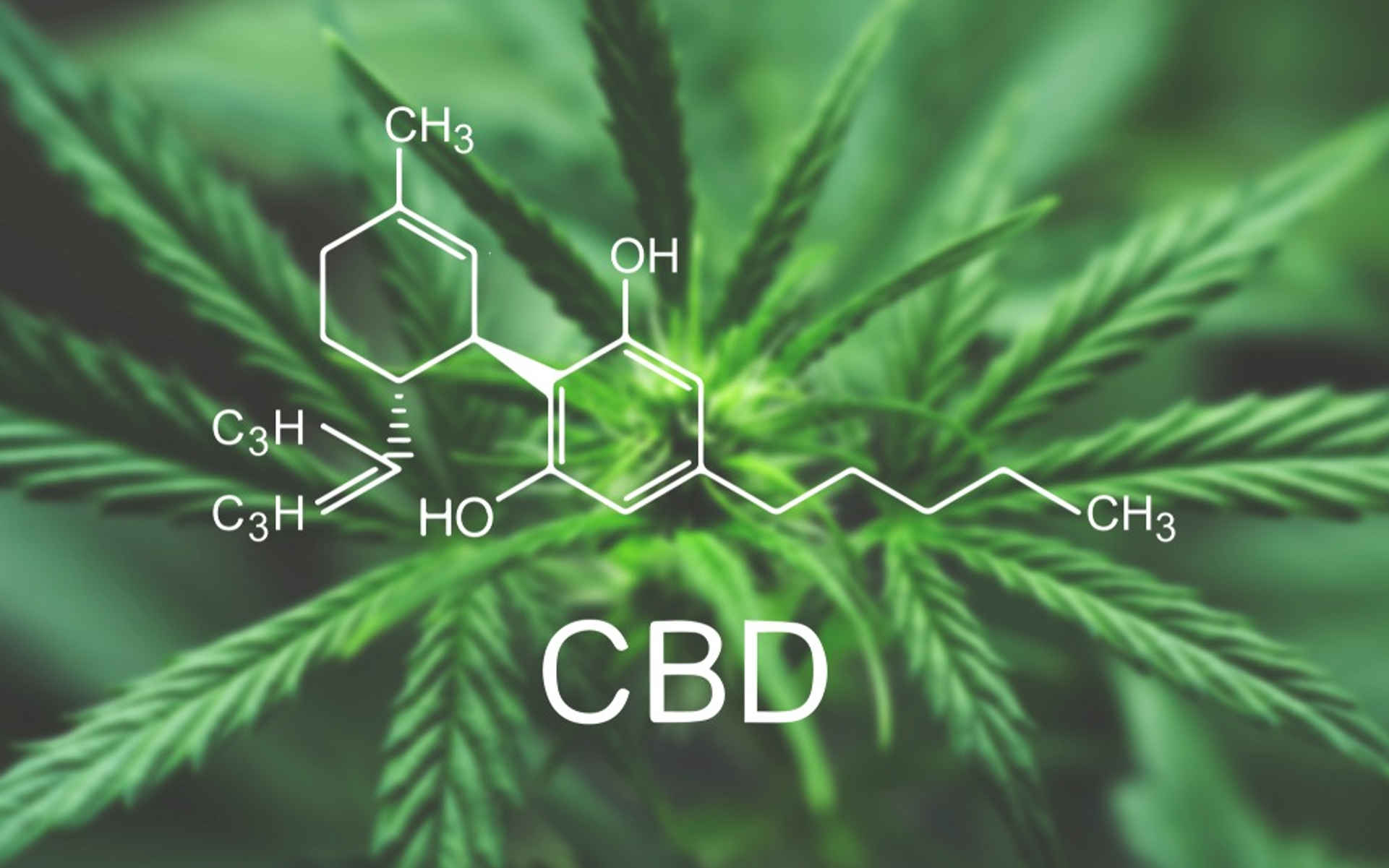 TOP 5 odmian marihuany o największej ilości CBD