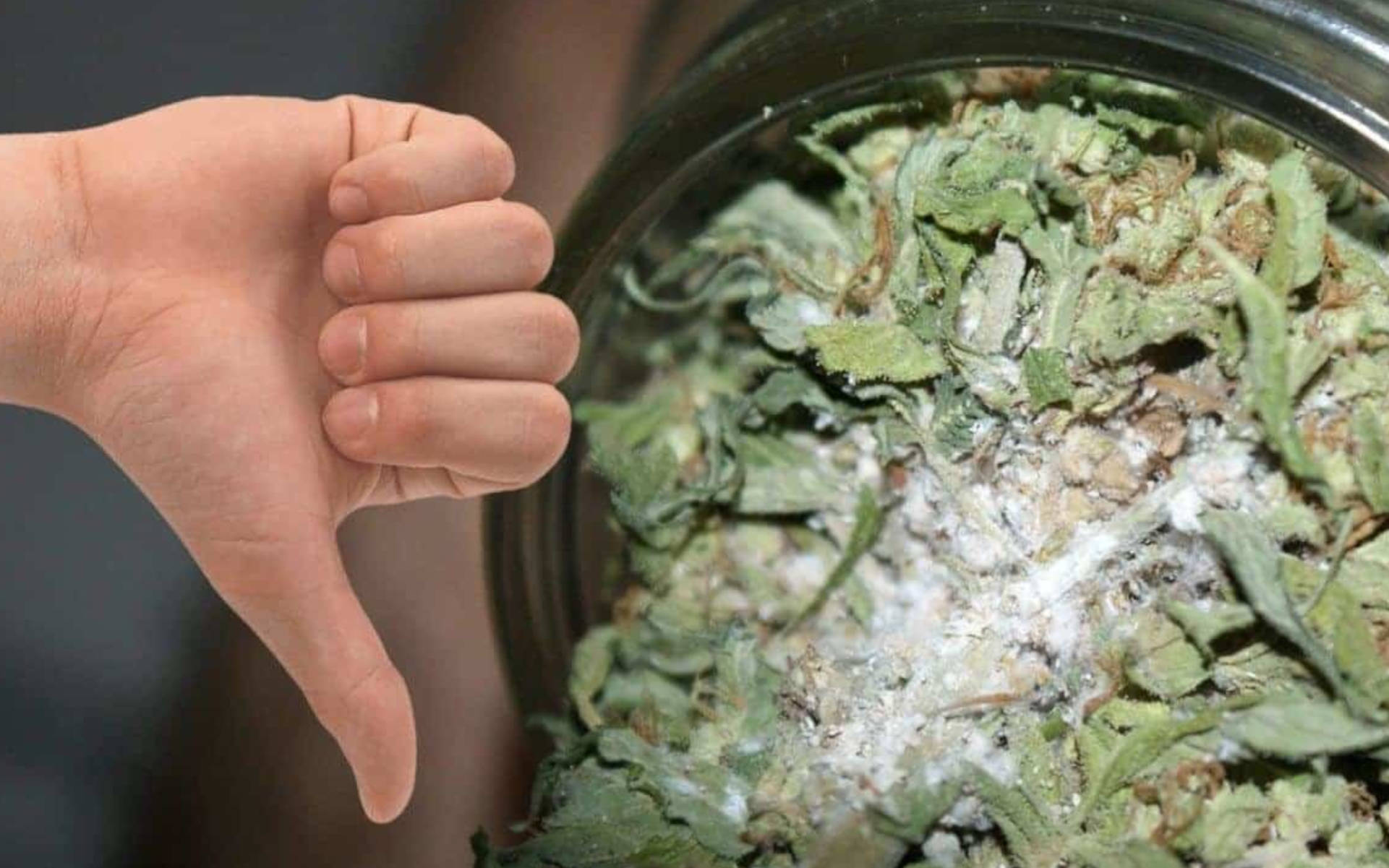 TOP 5 odmian na outdoor odpornych na pleśń