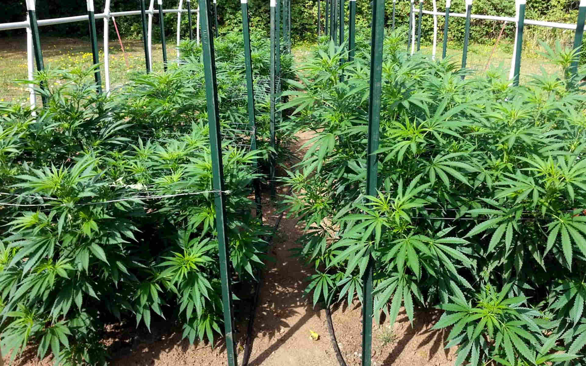 TOP 6 najlepszych odmian Indica na outdoor