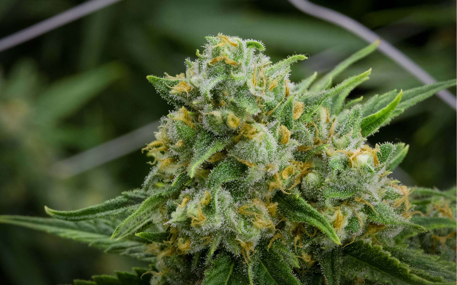 Green Crack - euforyczna Sativa