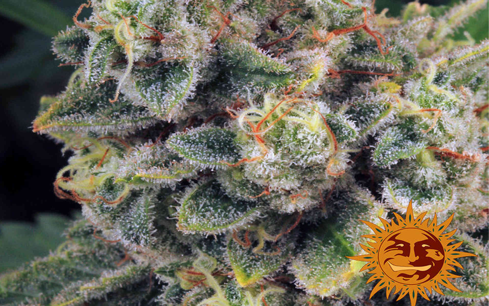 Nowe egzotyczne odmiany od Barneys Farm