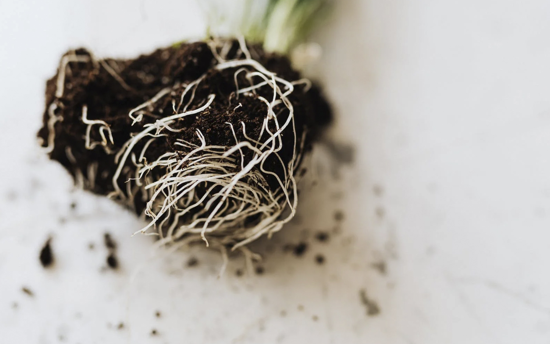 Jak przycinać korzenie roślin konopi indyjskich?