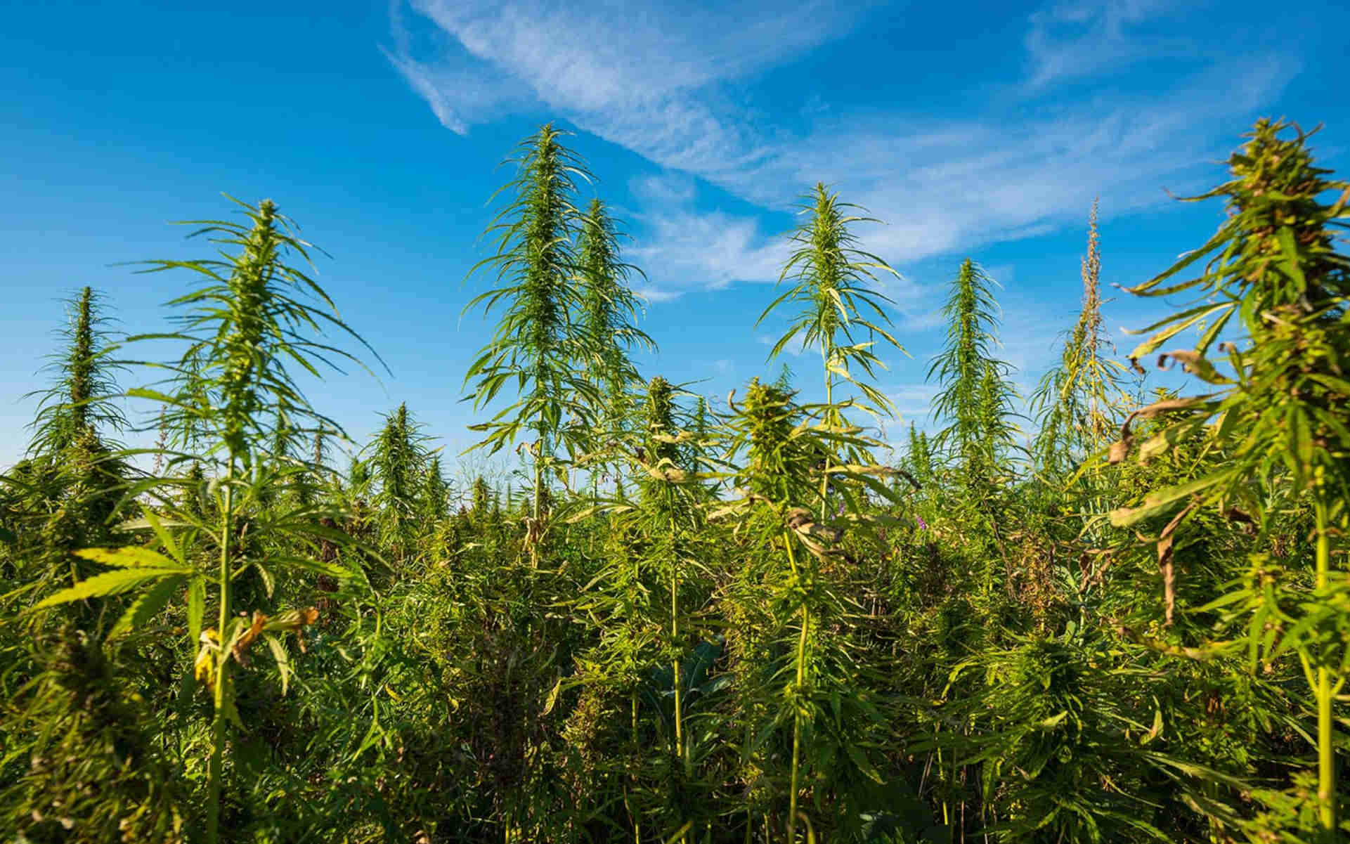 W Sejnach będzie produkowana medyczna marihuana