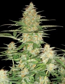 60 Day Wonder Autoflower