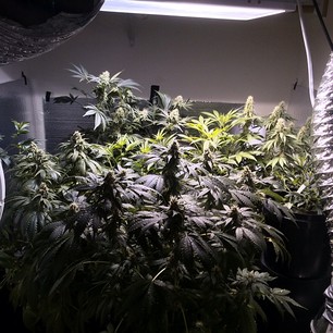 White Widow x Big Bud