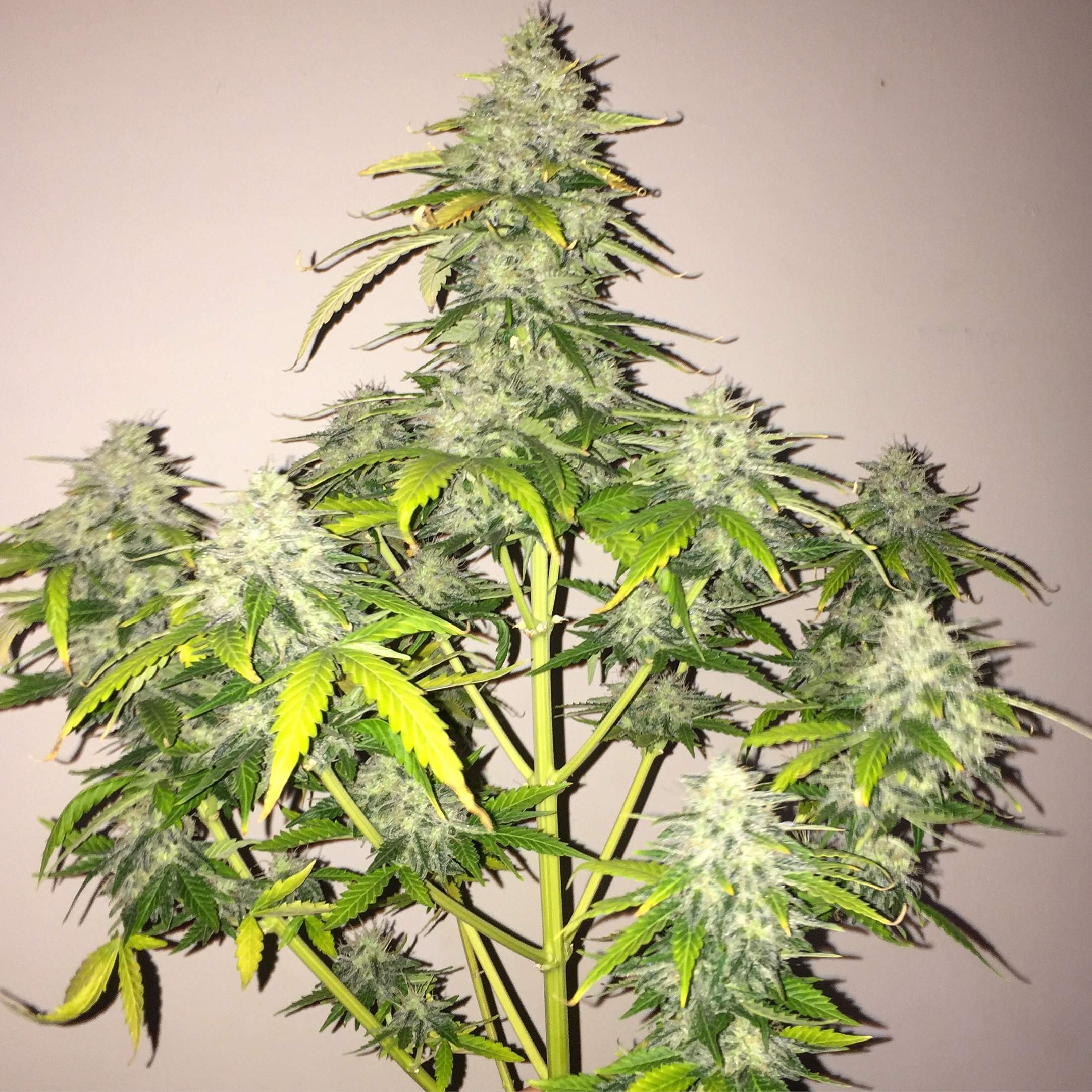 Tani Gorilla Glue Auto #7