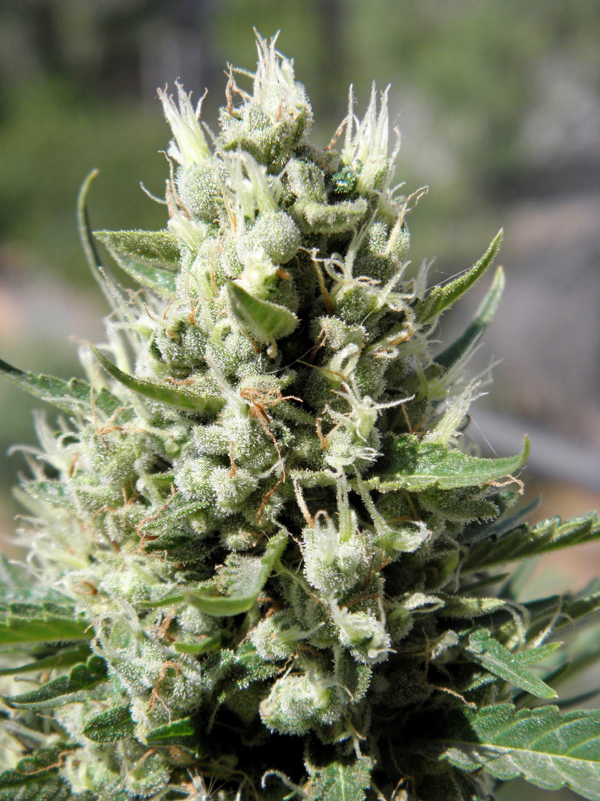 Tani Green Poison Auto #8