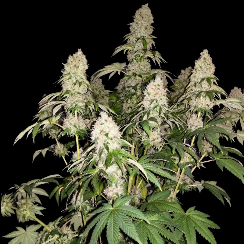 White Caramel Cookie