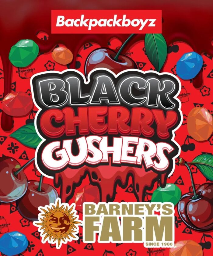 nasiona marihuany black cherry gushers od barney's farm