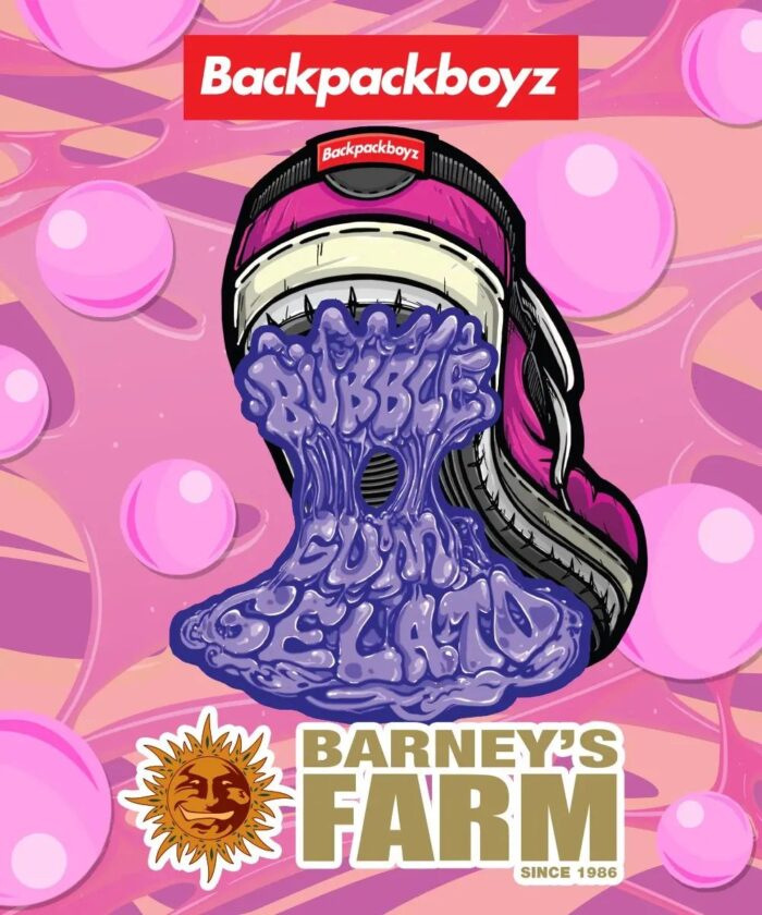nasiona marihunay bubblegum gelato od barney's farm