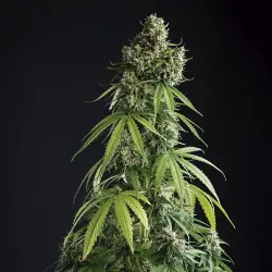 Afghan