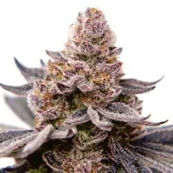 AK 47