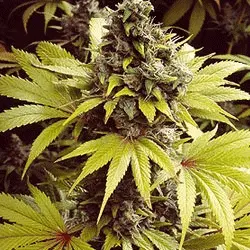 Amnesia Haze