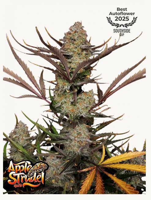 nasiona marihuany apple strudel auto od fastbuds