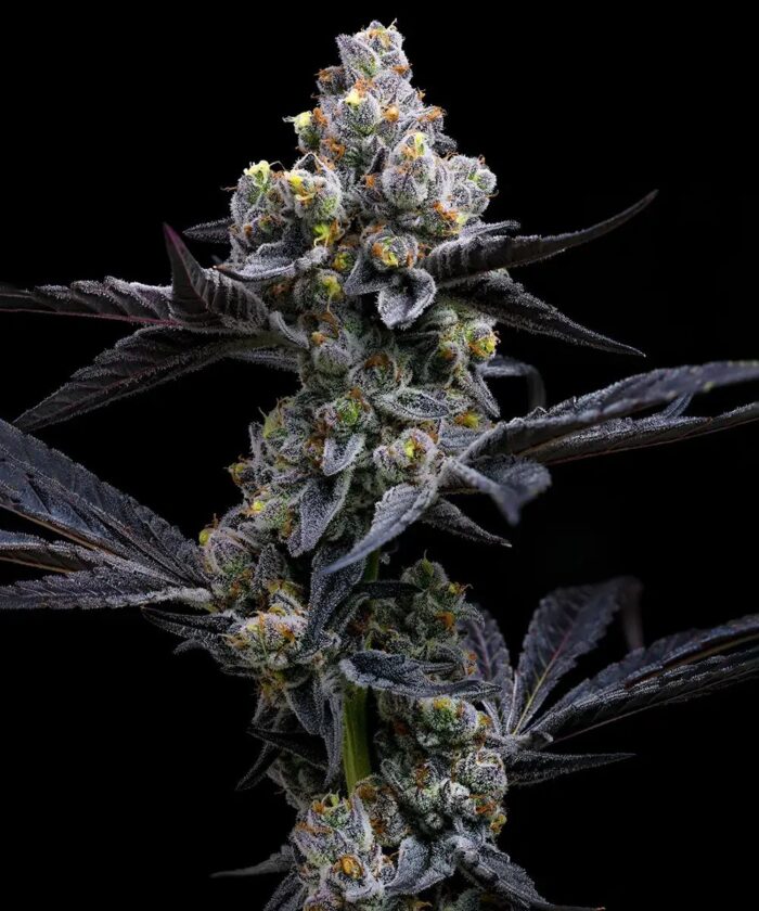 nasiona marihuany garlic cookies od barney's farm