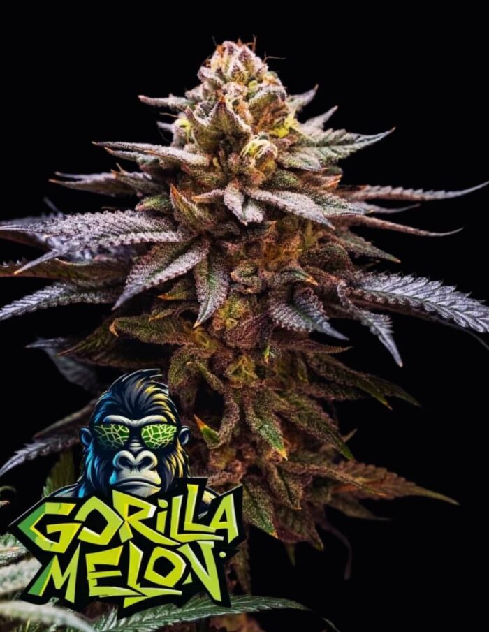 nasiona marihuany gorilla melod od fastbuds