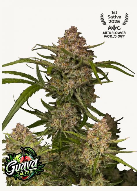 nasiona marihuany guava auto od fastbuds