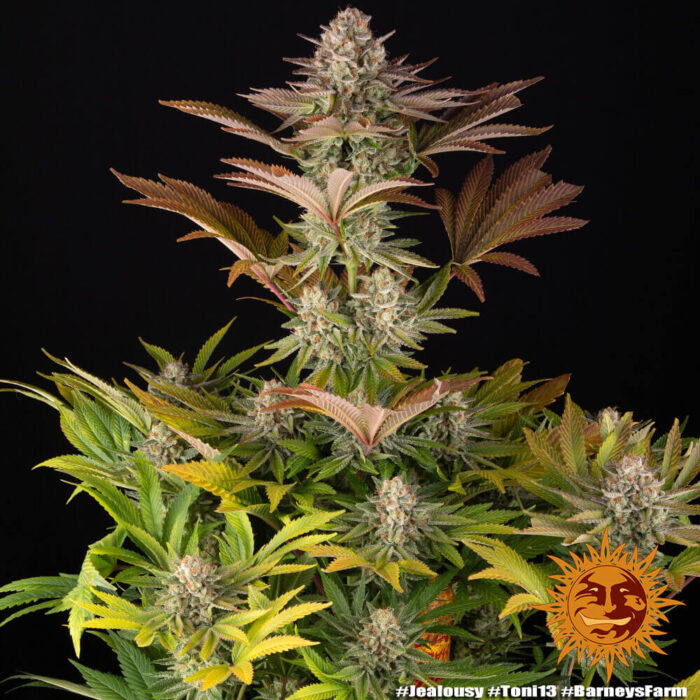 nasiona marihuany jealousy od barney's farm