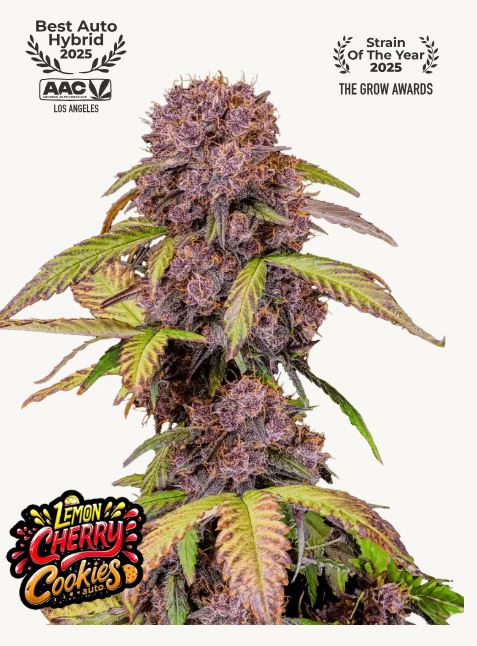 nasiona marihuany lemon cherry cookies od fastbuds