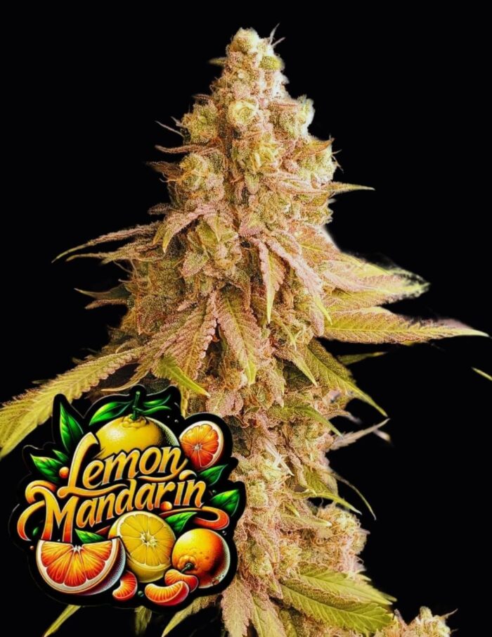 nasiona marihuany lemon mandarine od fastbuds