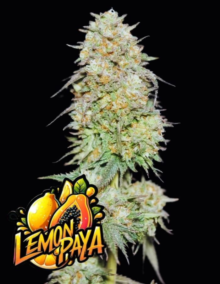 nasiona marihuany lemonpaya od fastbuds