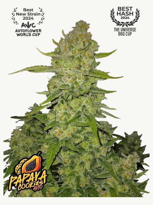 nasiona marihuany papaya ookies auto od fastbuds