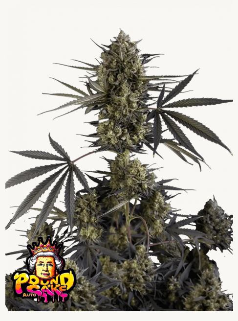 nasiona marihuany pound cake auto od fastbuds