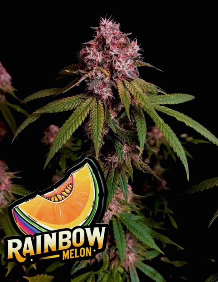 nasiona marihuany rainbow melon od fastbuds
