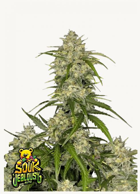 nasiona marihuany sour jealousy auto od fastbuds