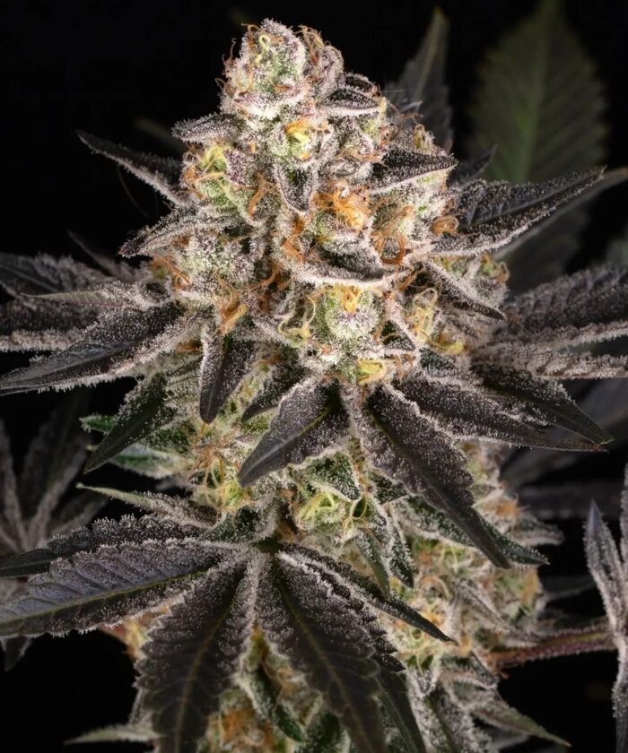 nasiona marihuany white runtz od barney's farm