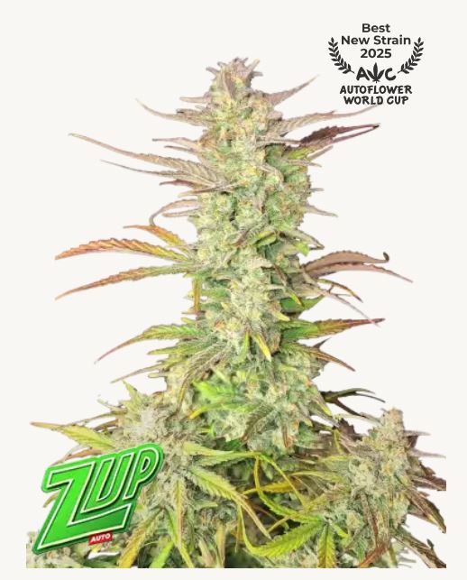 nasiona marihuany z up auto od narney's farm