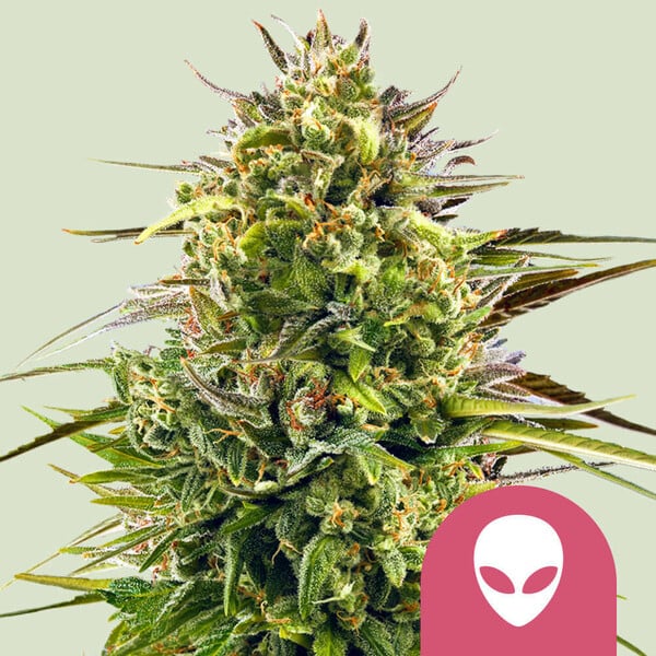 nasiona marihuany alien og od royal queens seeds