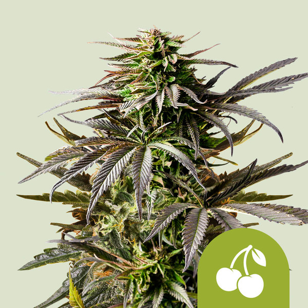 nasiona marihuany od cherry pie auto od royal queen seeds