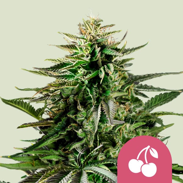 nasiona marihuany cherry pie od royal queen seeds