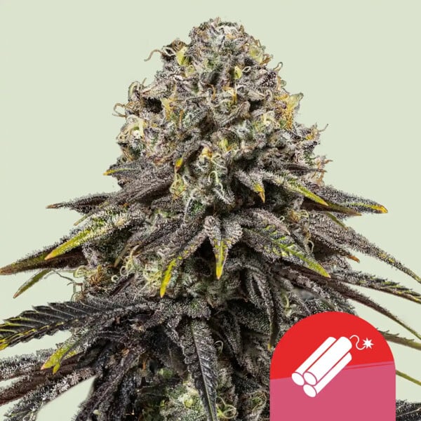 nasiona marihuany dynamite diesel od royal queen seeds