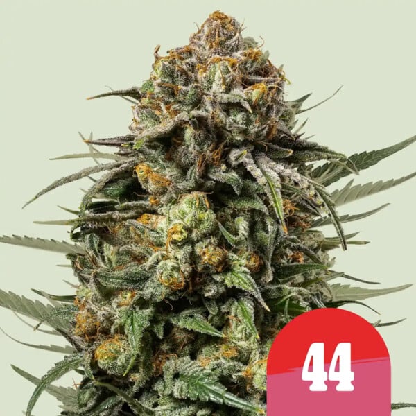 nasiona marihuany gelato 44 od royal queen seeds