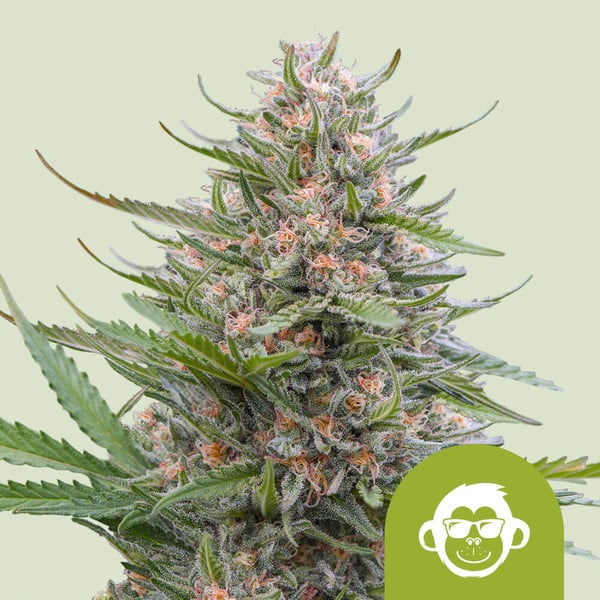 nasiona marihuany grape ape auto od royal queen seeds
