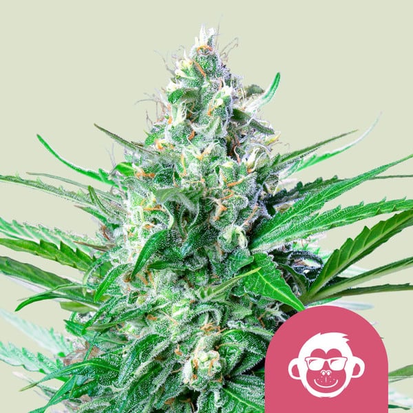 nasiona marihuany grape ape od royal queen seeds