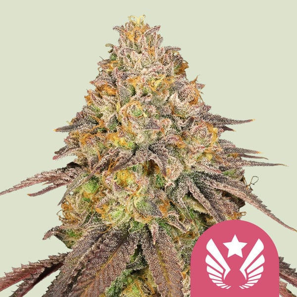 nasiona marihuany legendary punch od royal queen seeds