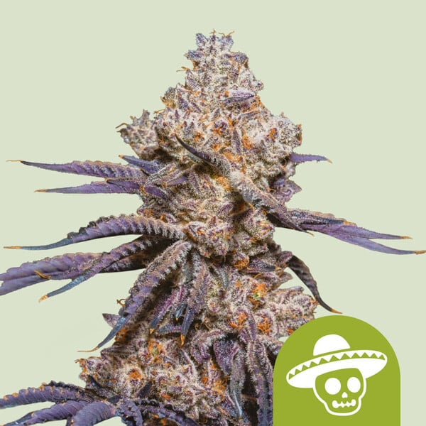 nasiona marihuany mexican rush auto od royal queen seeds