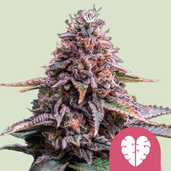 nasiona marihuany pink mist od royal queen seeds