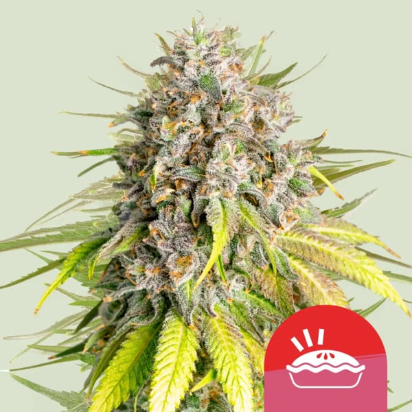 nasiona marihuany punch pie od royal queen seeds