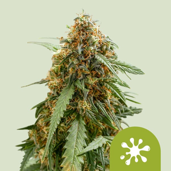 nasiona marihuany sticky queen auto od royal queen seeds