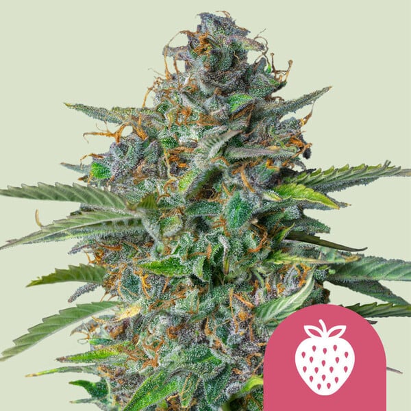 nasiona marihuany strawberry cough od royal queen seeds