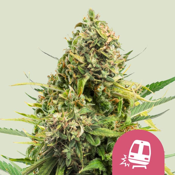 nasiona marihuany trainwreck od royal queen seeds