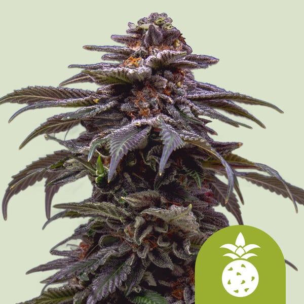 nasiona marihuany tropicana cookies purple auto od royal queen seeds