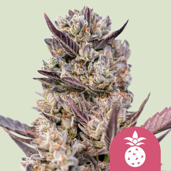 nasiona marihuany tropicana cookies purple od royal queen seeds